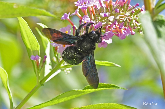 Blauschwarze Holzbiene (Xylocopa violacea)